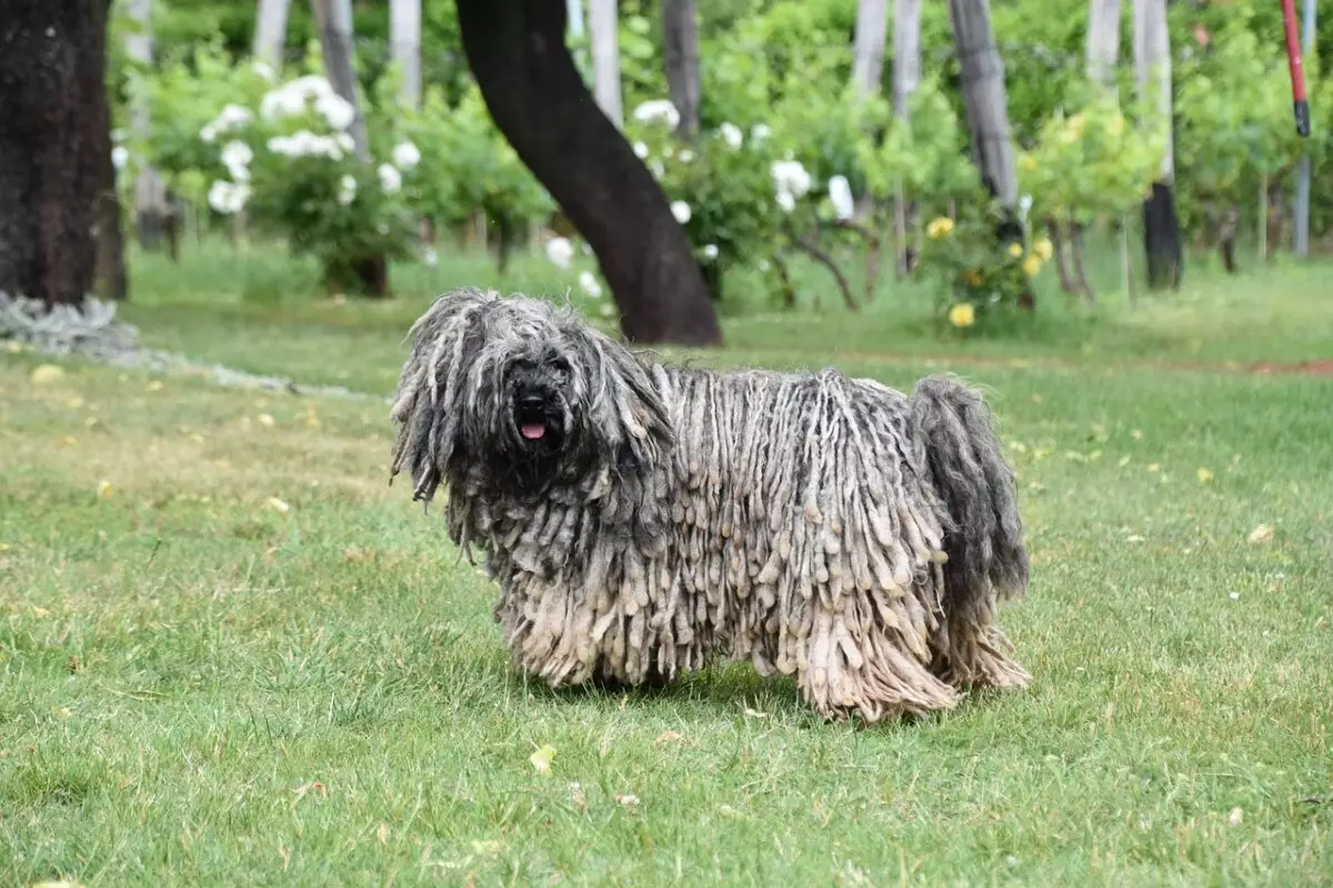 The Extraterrestrial Canines: Seven Dog Breeds with Uncommon Looks