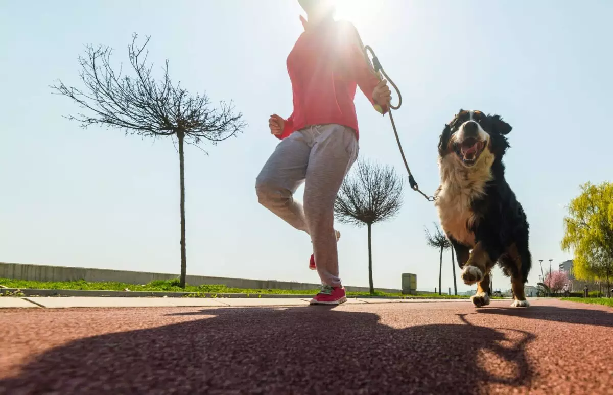 Finding Your Perfect Running Buddy: The Best Dog Breeds for Runners