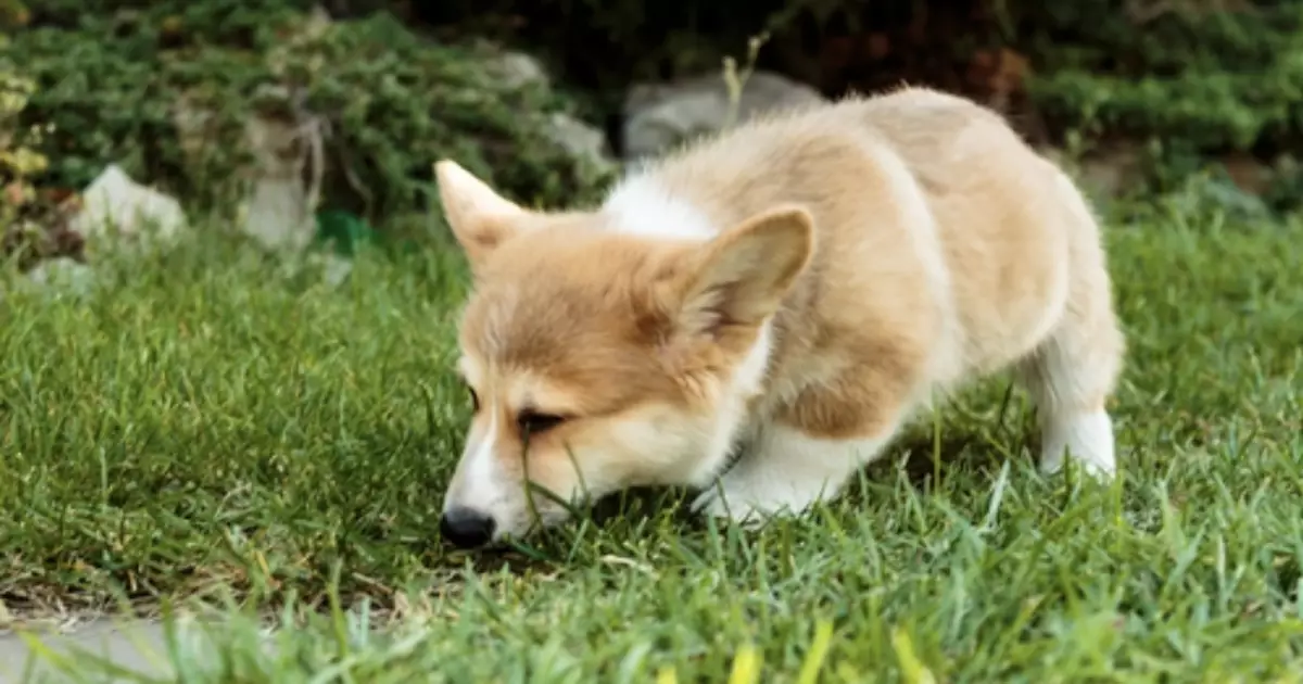 The Complex Reasons Behind Dogs’ Grass-Eating Behavior