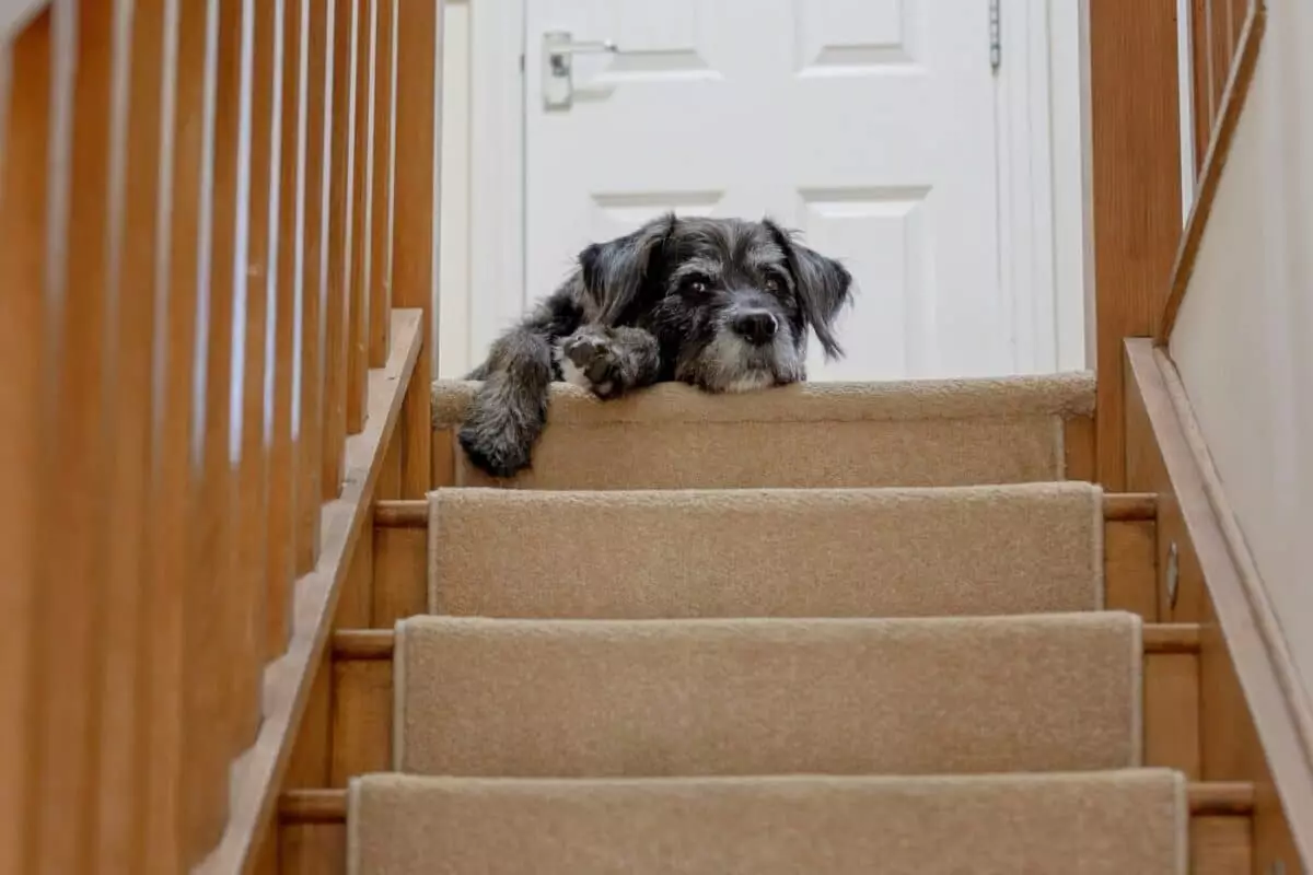 The Mystery Behind Dogs’ Fear of Stairs: Understanding Canine Anxiety