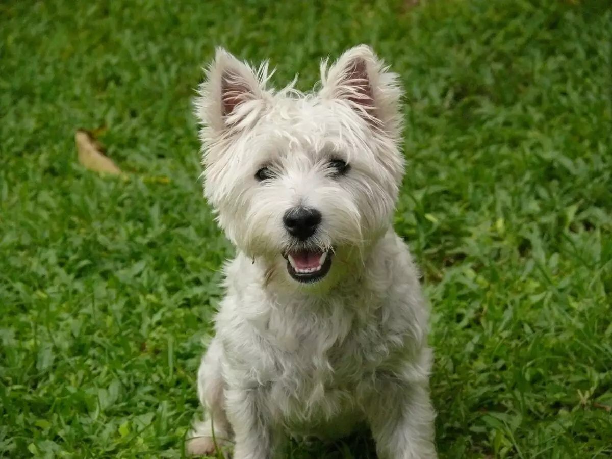 The Ultimate Guide to Caring for Your West Highland White Terrier