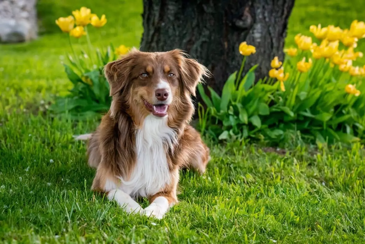 The Ultimate Care Guide for Your Australian Shepherd: Tools and Essentials