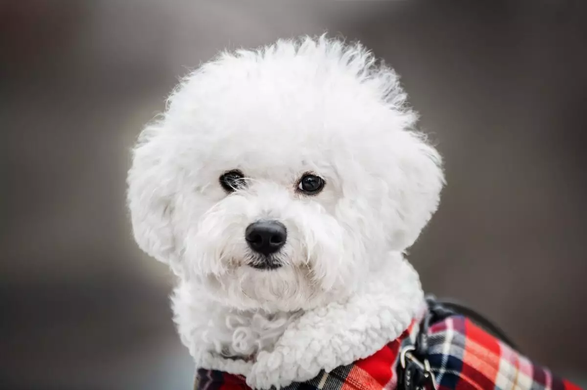 Essential Gear for Happy Bichon Frises: A Guide for Owners