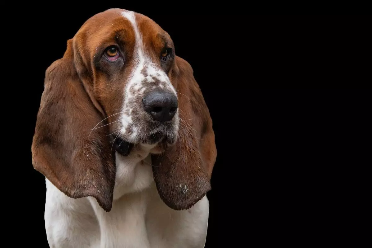 Essential Essentials for Basset Hound Owners: A Comprehensive Guide