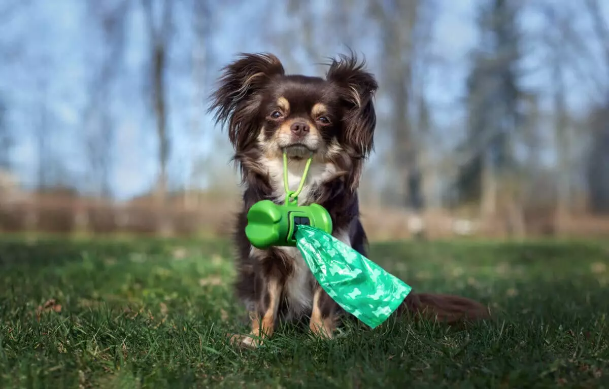 Understanding Canine Anxiety: The Case of Dogs and Plastic Bags