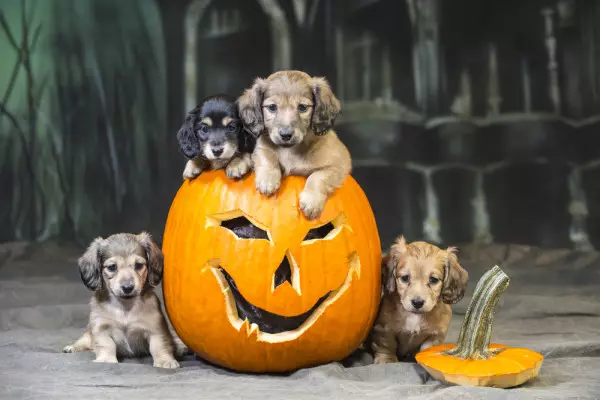 Halloween Safety for Pets: A Comprehensive Guide