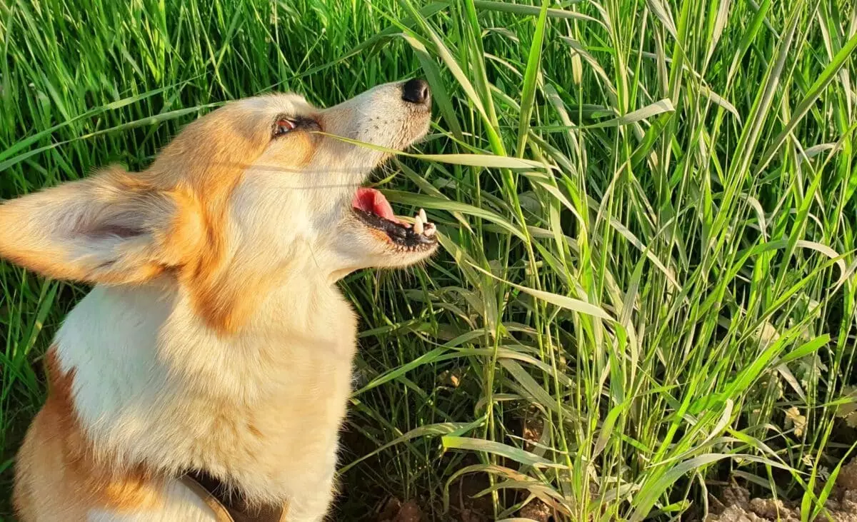 Understanding Dogs’ Grass-Eating Behavior: Insights for Pet Owners