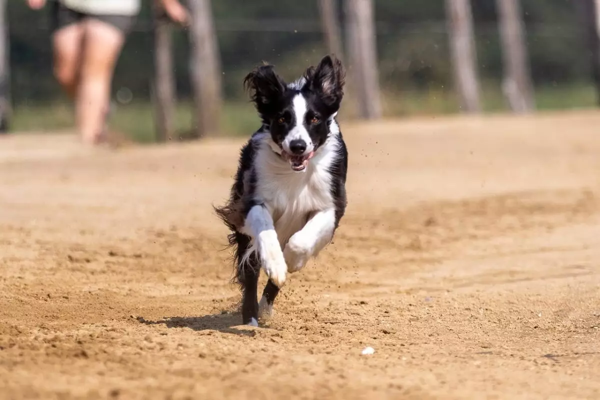 Choosing the Right Dog Breed for Busy Lifestyles: What You Need to Know