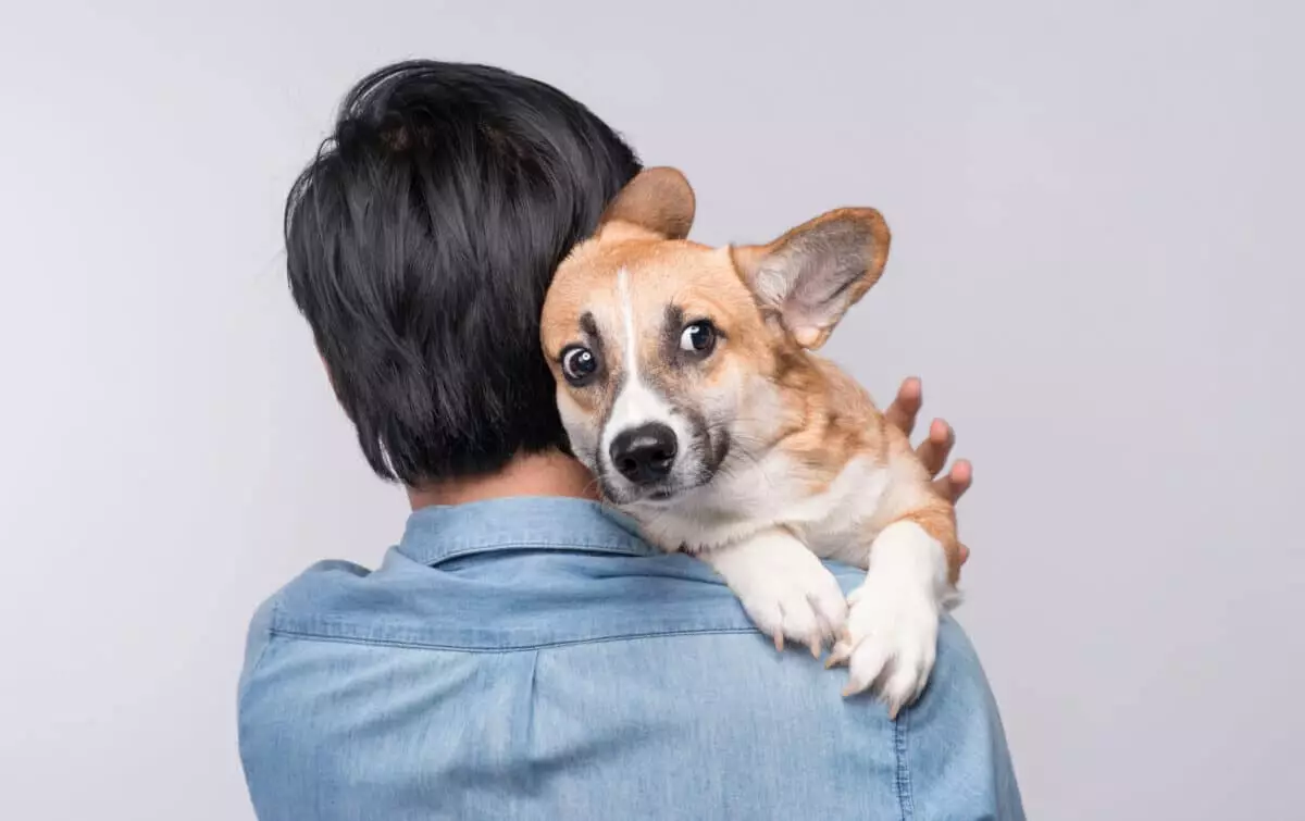 Unraveling the Canine Senses: Understanding Dogs’ Ability to Perceive Human Fear