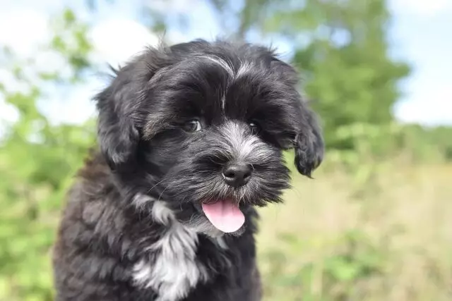 Forever Young: The Charm of Toy Dog Breeds