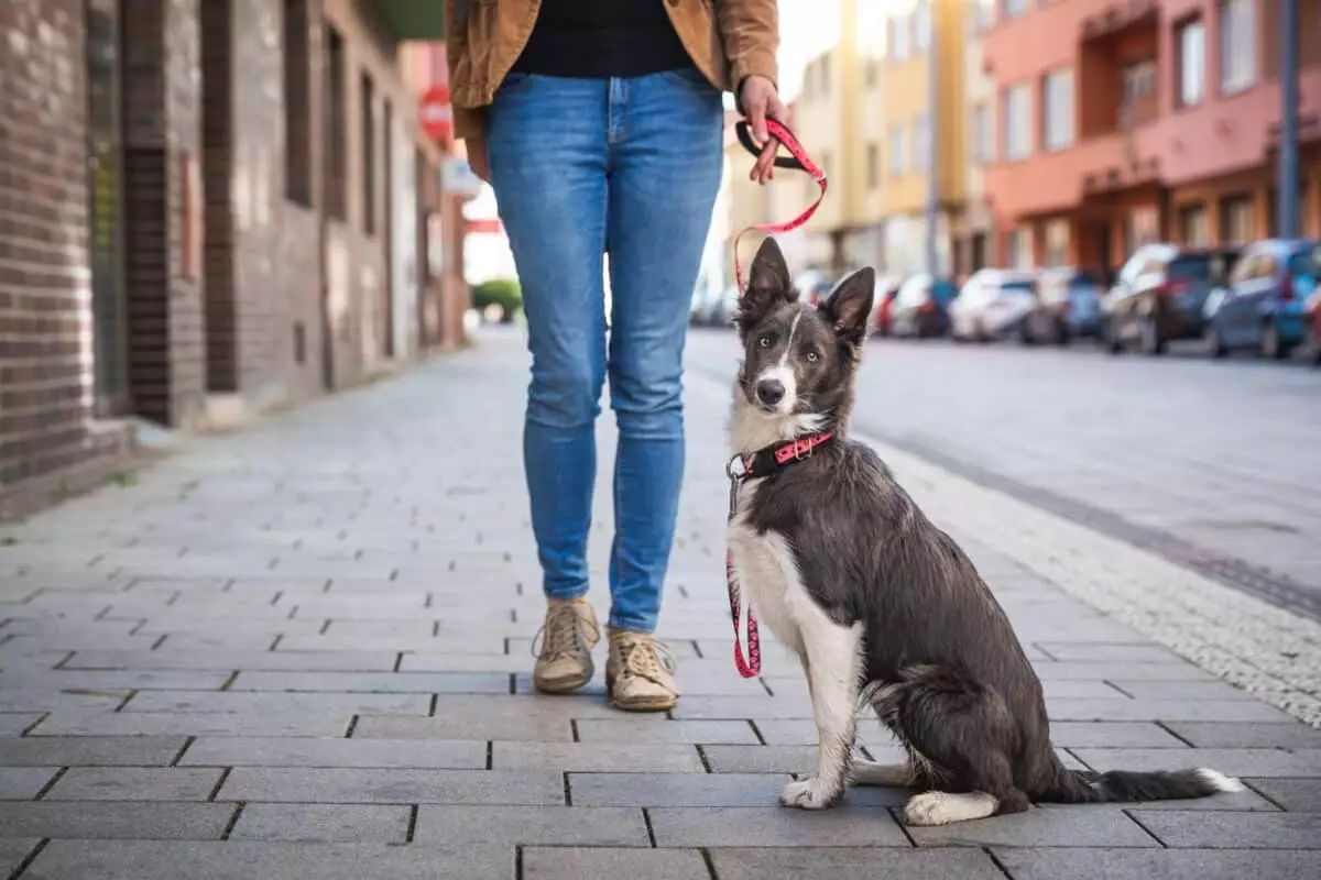 The Importance of Keeping Your Dog on a Leash: A Comprehensive Guide