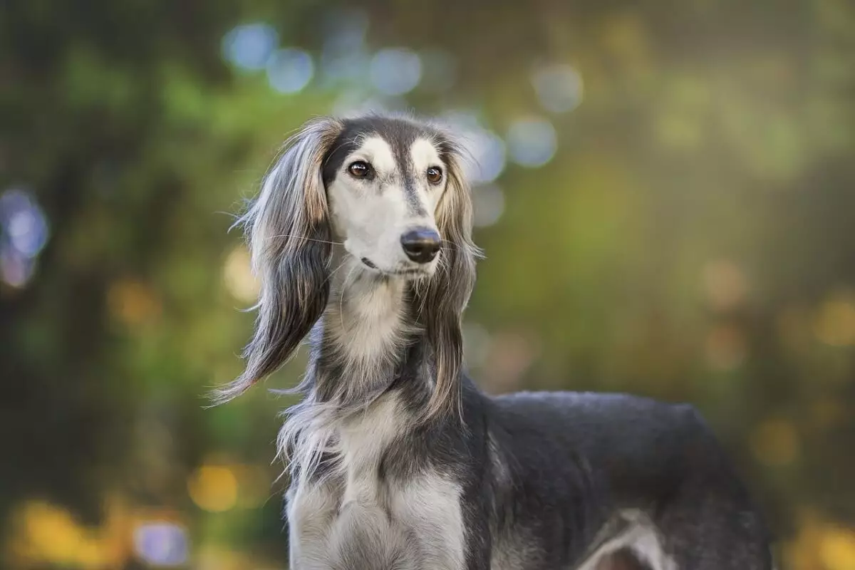 Essential Items for Every Greyhound Owner: Ensuring Comfort and Care