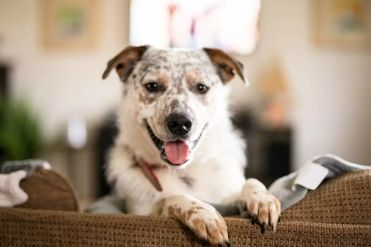 Essential Gear for Australian Cattle Dog Owners: A Comprehensive Guide