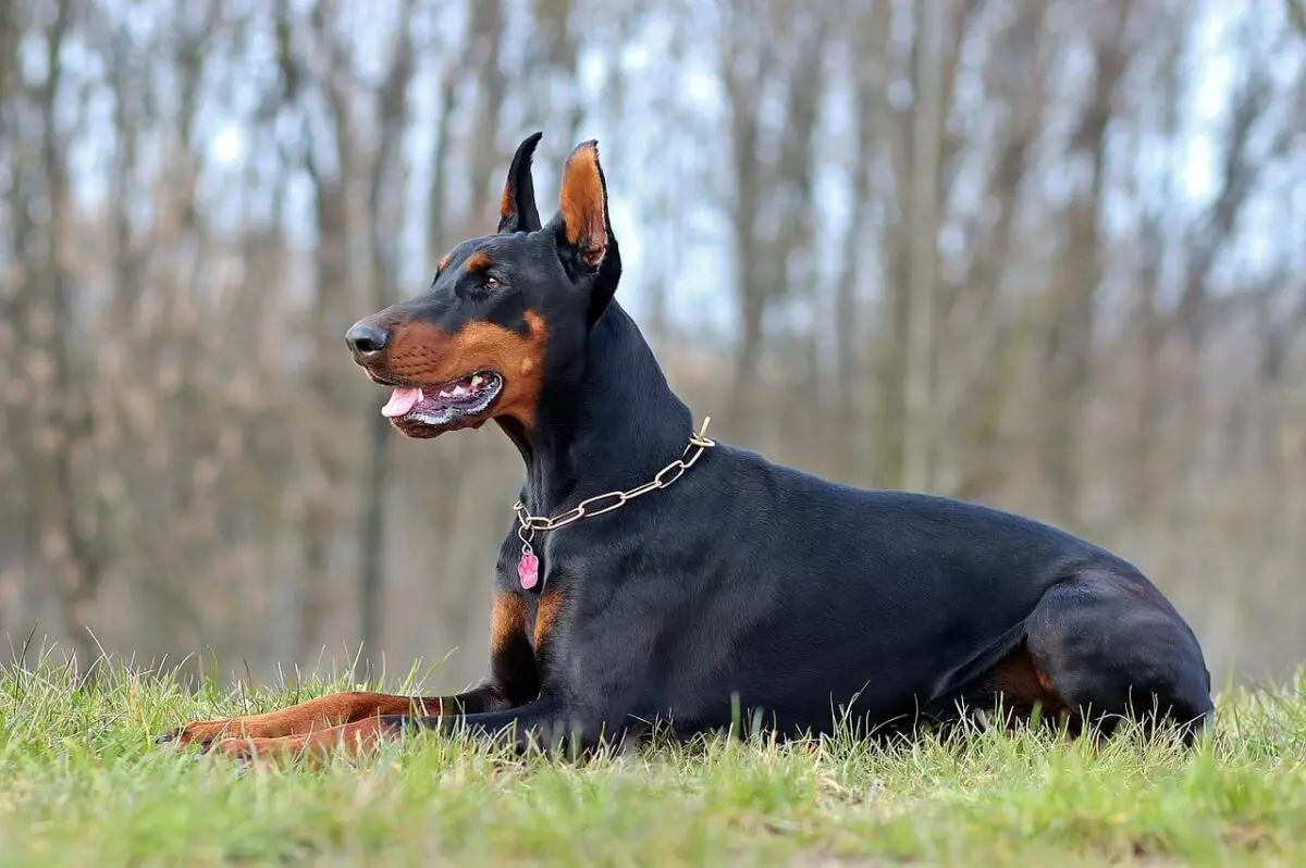 Powerful Canine Protectors: Intimidating Breeds with Loyal Hearts