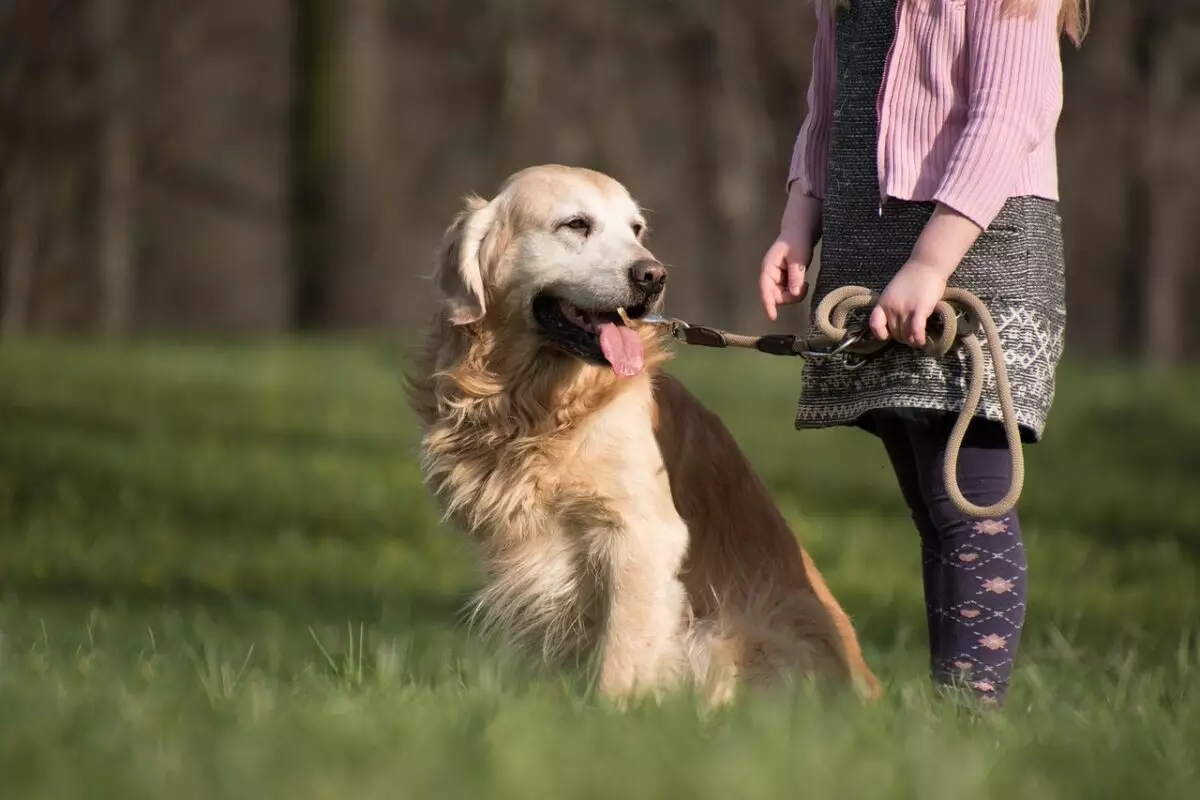 Companionship Cravers: The Most Affectionate Dog Breeds