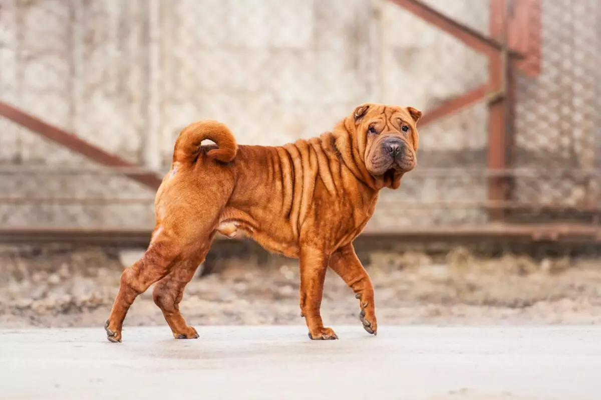 Essential Supplies for Shar Pei Owners: A Comprehensive Guide