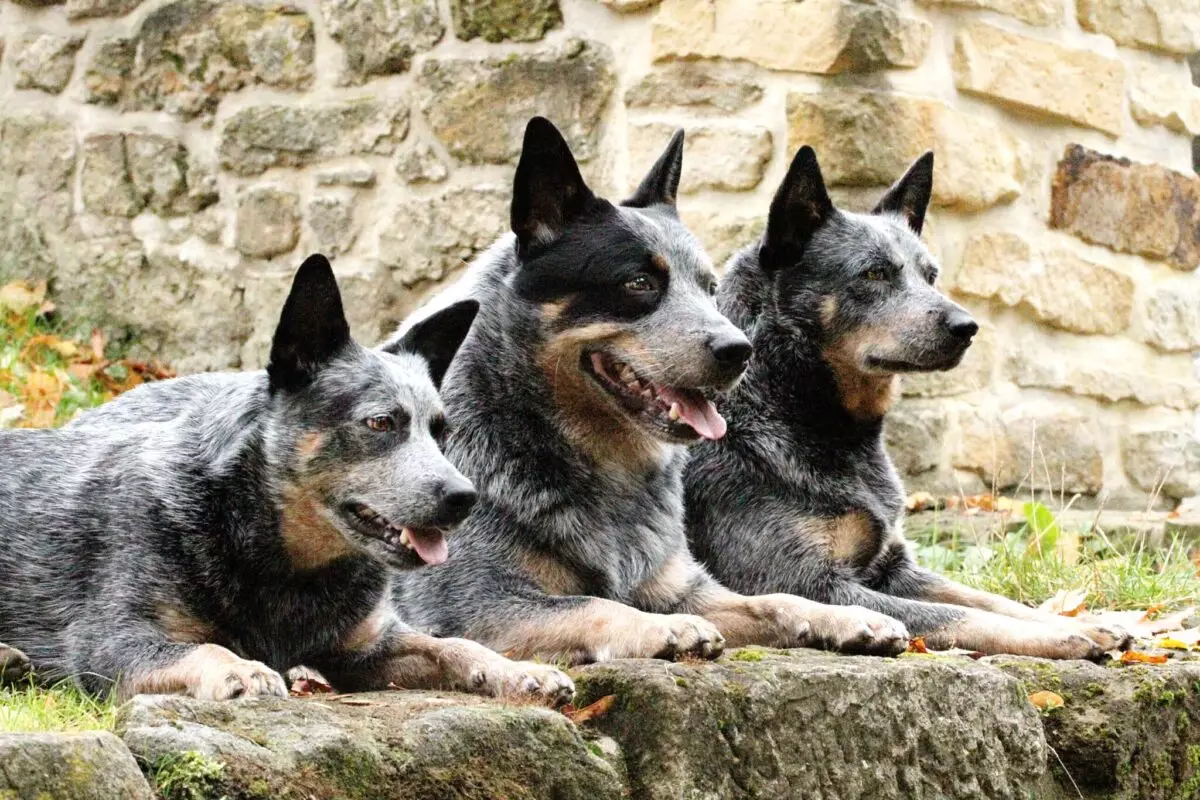 The Remarkable Traits of the Australian Cattle Dog: A Closer Look at Blue Heelers