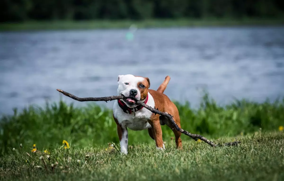 The Inherent Strength and Loyalty of Powerful Dog Breeds