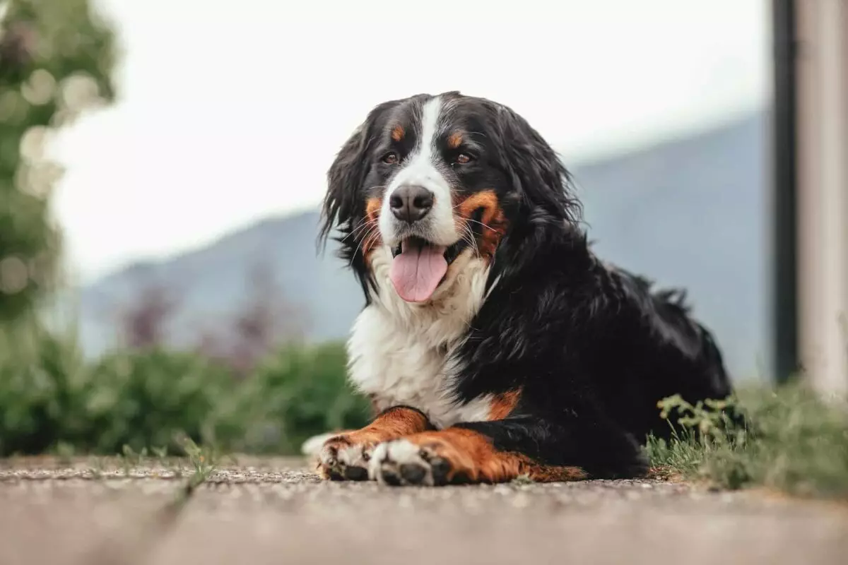 The Essentials for Caring for Bernese Mountain Dogs: Meeting Their Unique Needs