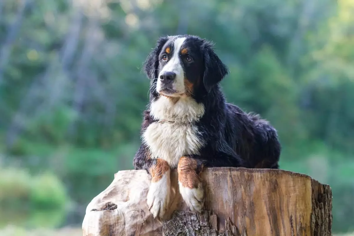 Finding Tranquility in Canine Companions: Low-Energy Dog Breeds for a Peaceful Home