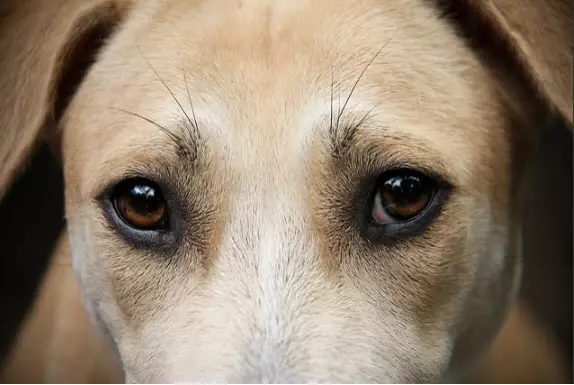 Understanding Common Canine Eye Disorders: Safeguarding Your Dog’s Vision