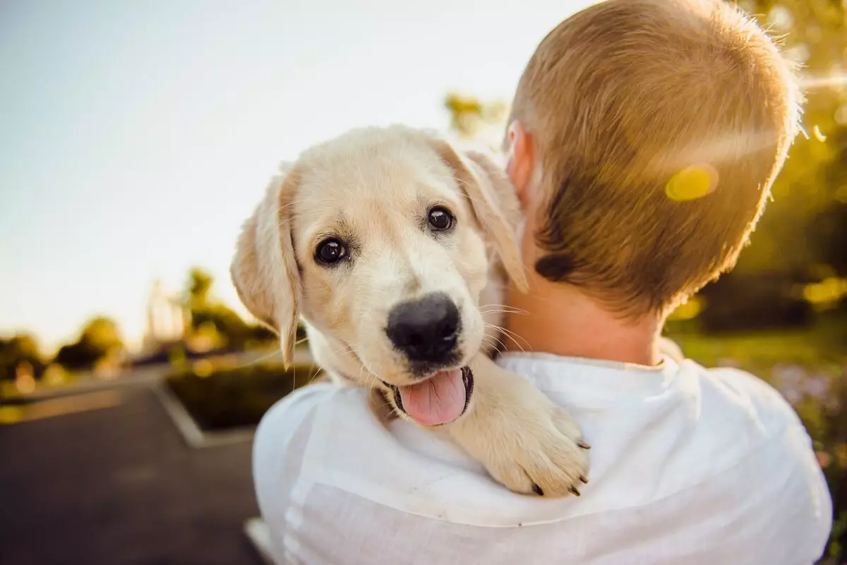 The Healing Power of Animals: Unveiling Connections that Transform Lives