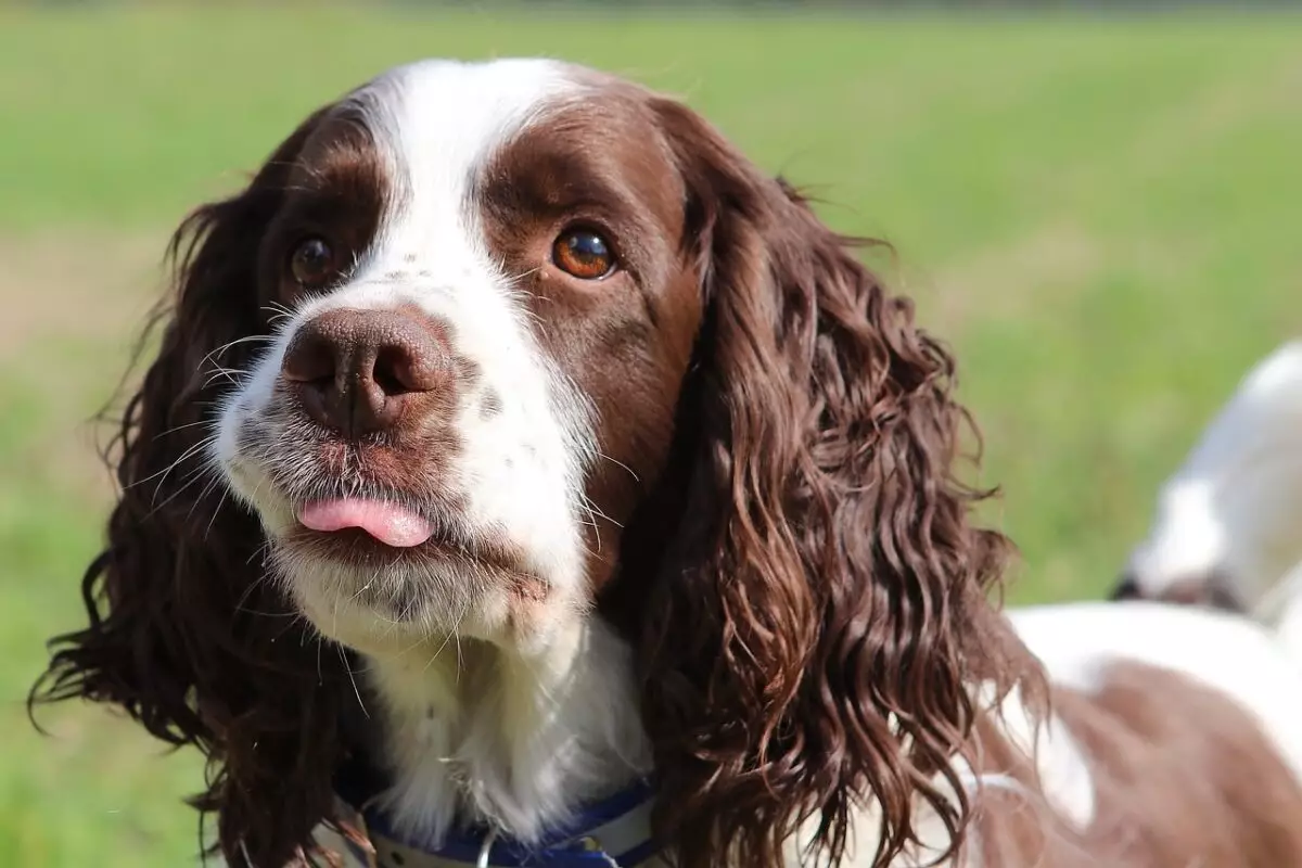 Essential Gear for English Springer Spaniel Owners: A Comprehensive Guide