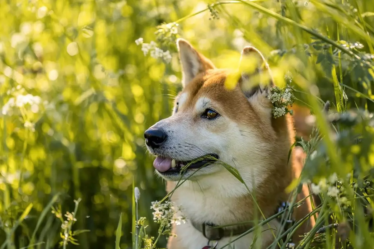 The Ultimate Guide to Essential Gear for Shiba Inu Owners