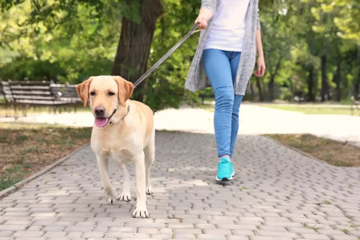 The Perfect Pup: Breeds That Flourish with Human Companionship