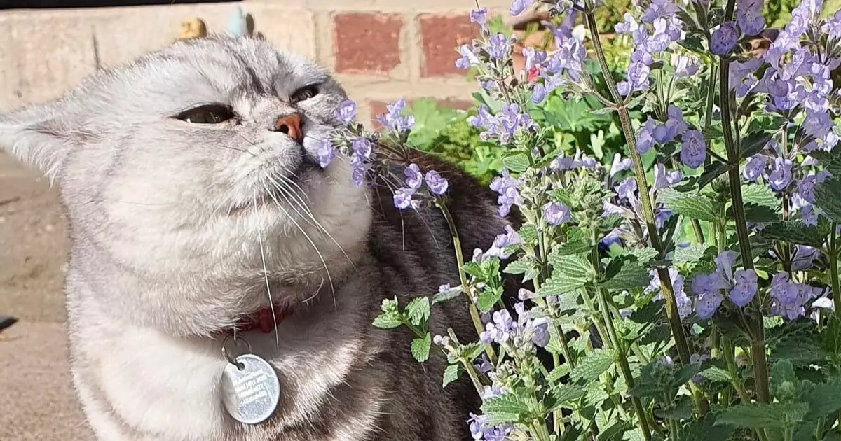 The Fascinating Relationship Between Cats and Catnip