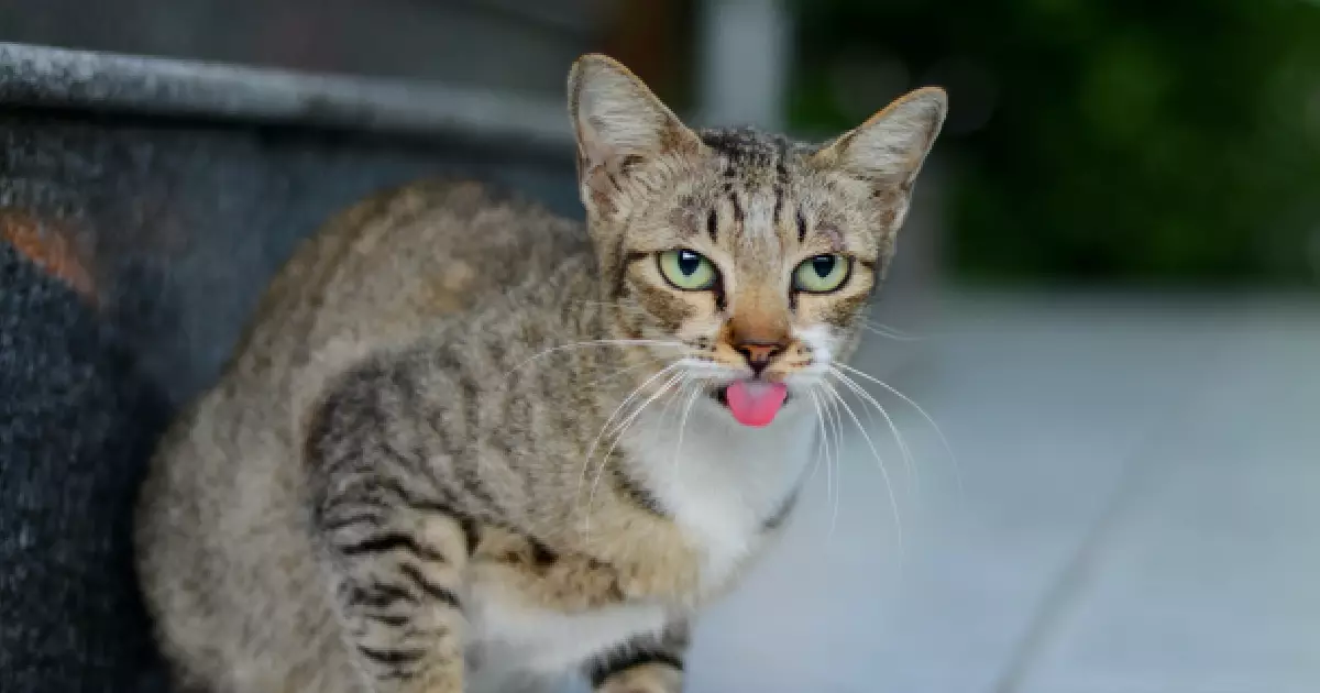 The Marvel of Feline Tongues: Unpacking the Barbed Wonders of Papillae