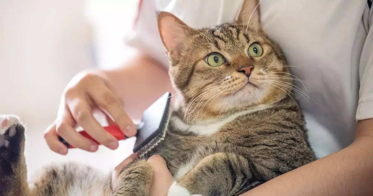 The Importance of Grooming Your Cat: Health Benefits Beyond Beauty