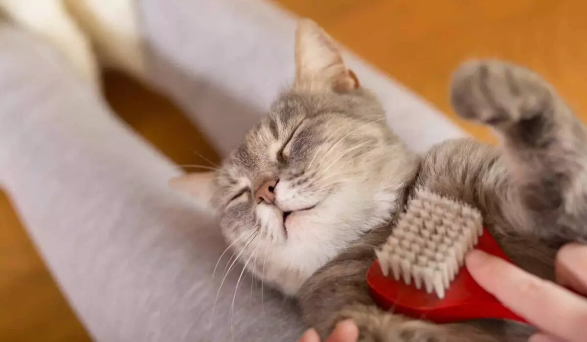 The Art of Cat Grooming: Tips for a Harmonious Bond with Your Feline Friend