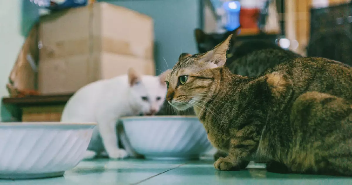 The Purrplexing Reality of Cat Coexistence