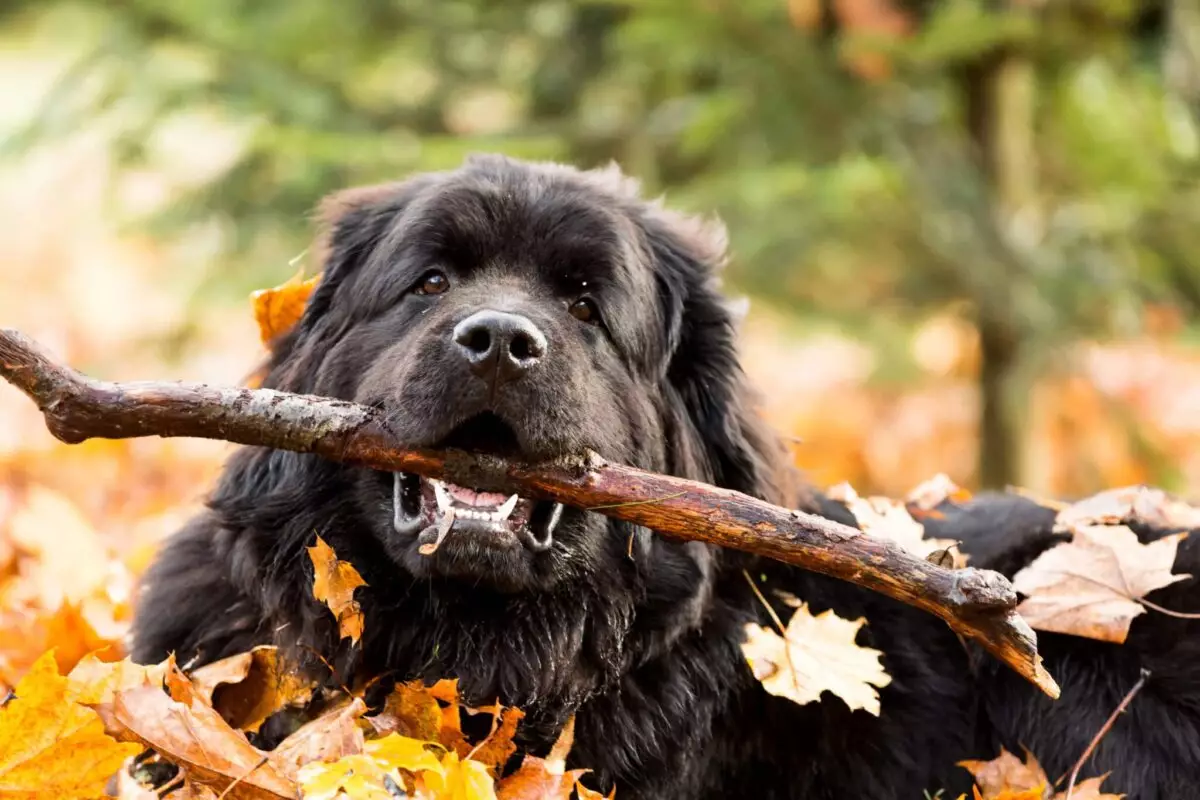 Choosing the Right Dog for All Seasons: An Exploration of Weather-Adaptive Breeds