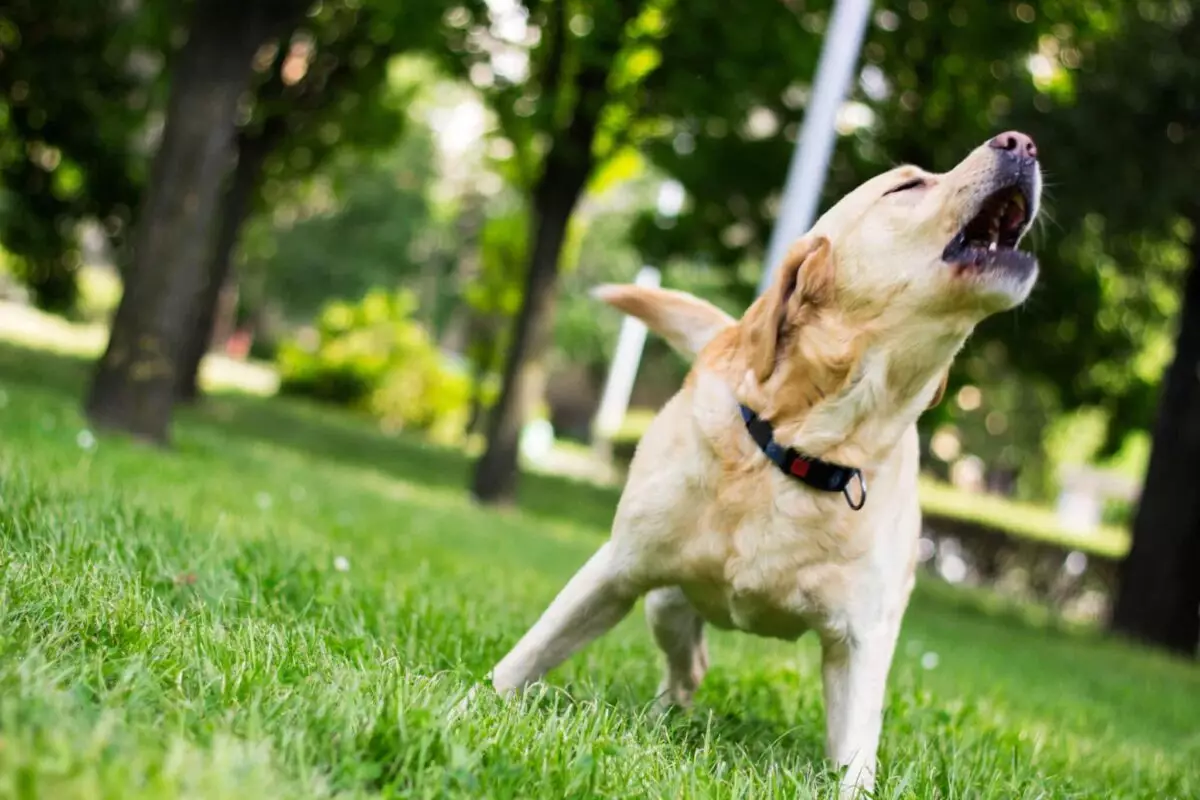 Understanding Your Dog’s Barking: The Intricacies of Canine Behavior