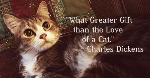 The Timeless Symphony of Cats: Reflections Through Quotes