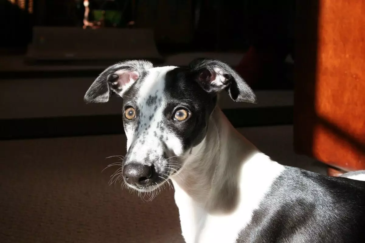 Essential Considerations for Whippet Care: A Comprehensive Guide