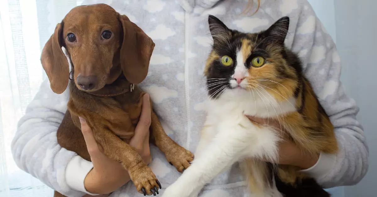 The Complex Relationship between Cats and Dogs: A Feline Perspective