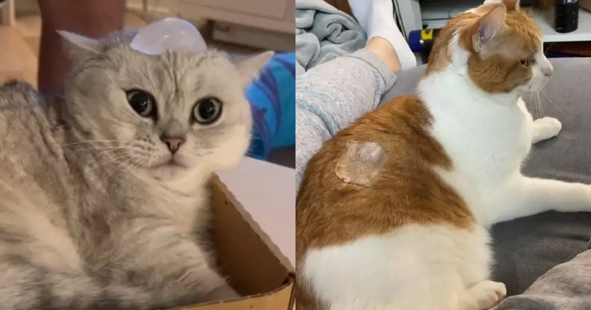 The Dangers of TikTok Trends: Why the Ice Cube Challenge is Bad for Cats