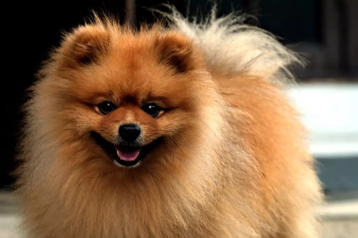 The Irresistible Charm of Tiny Dog Breeds