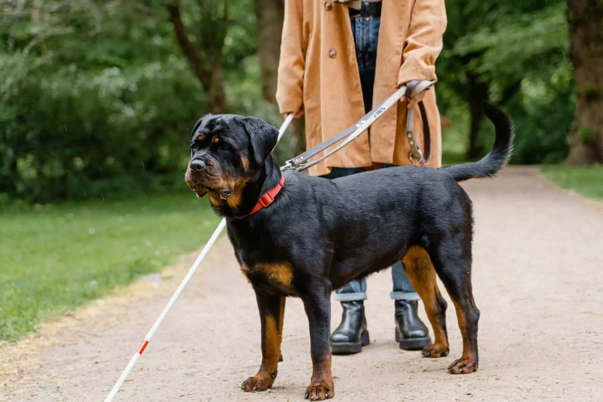 Top Dog Breeds for Home Security: Finding the Ideal Protector