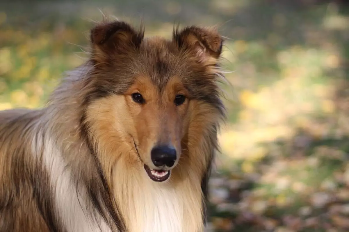 The Ultimate Guide to Collie Care: Essential Items for Every Owner