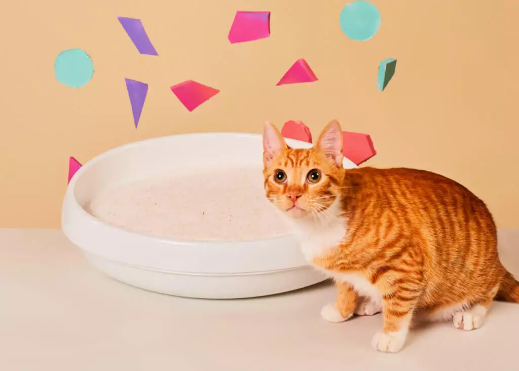 Revolutionizing Cat Care: How PrettyLitter Enhances Feline Health Monitoring