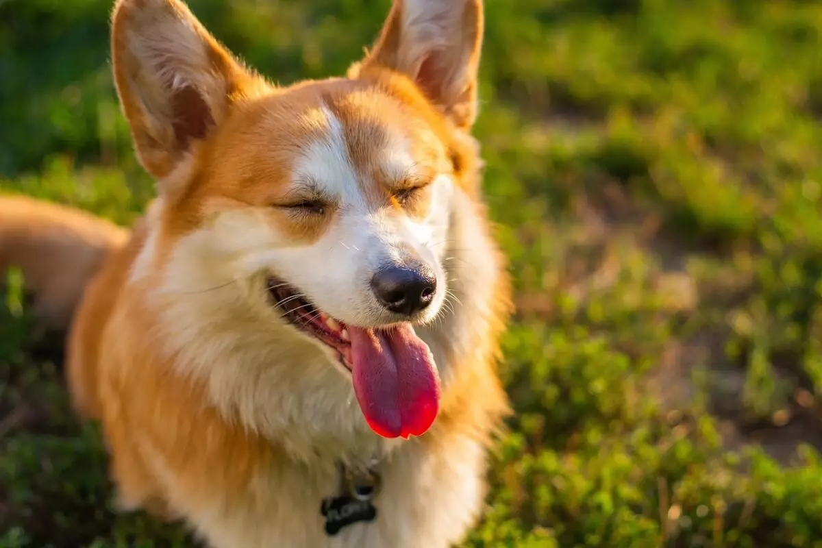 Understanding Dog Happiness: Signs Your Furry Friend Is Content