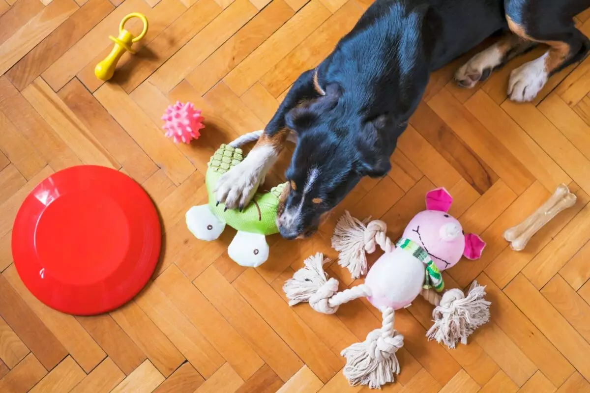 The Hidden Psychology Behind Your Dog’s Favorite Toys