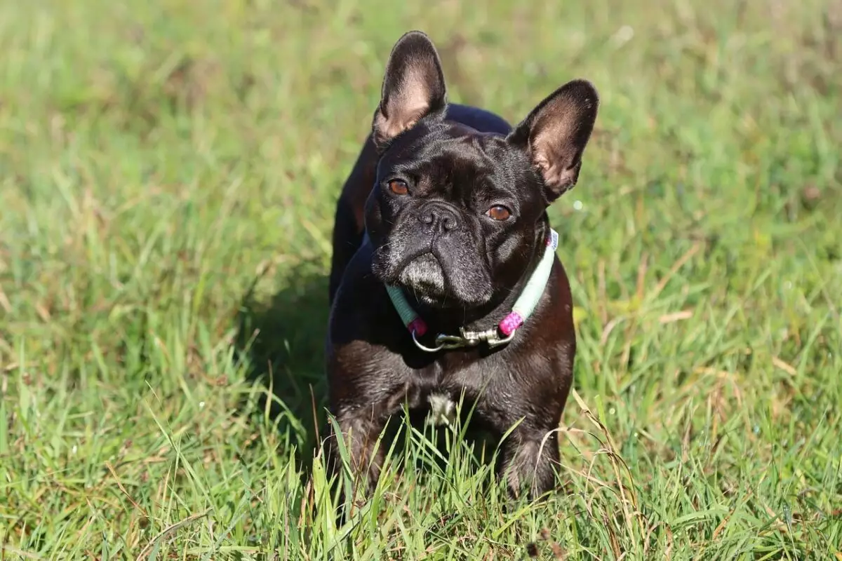 Uncovering the Charms of French Bulldogs: Beyond the Adorable Exterior