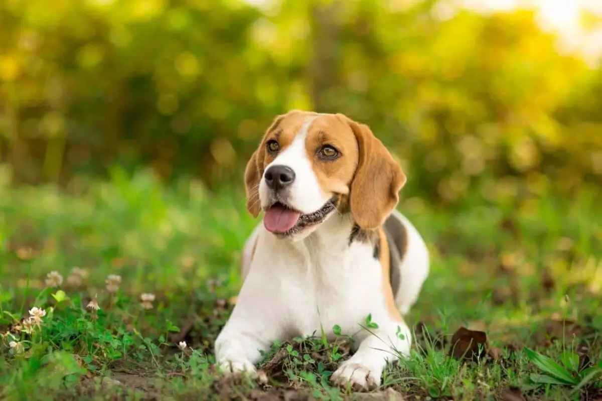 The Enigmatic Beagle: More Than Meets the Eye