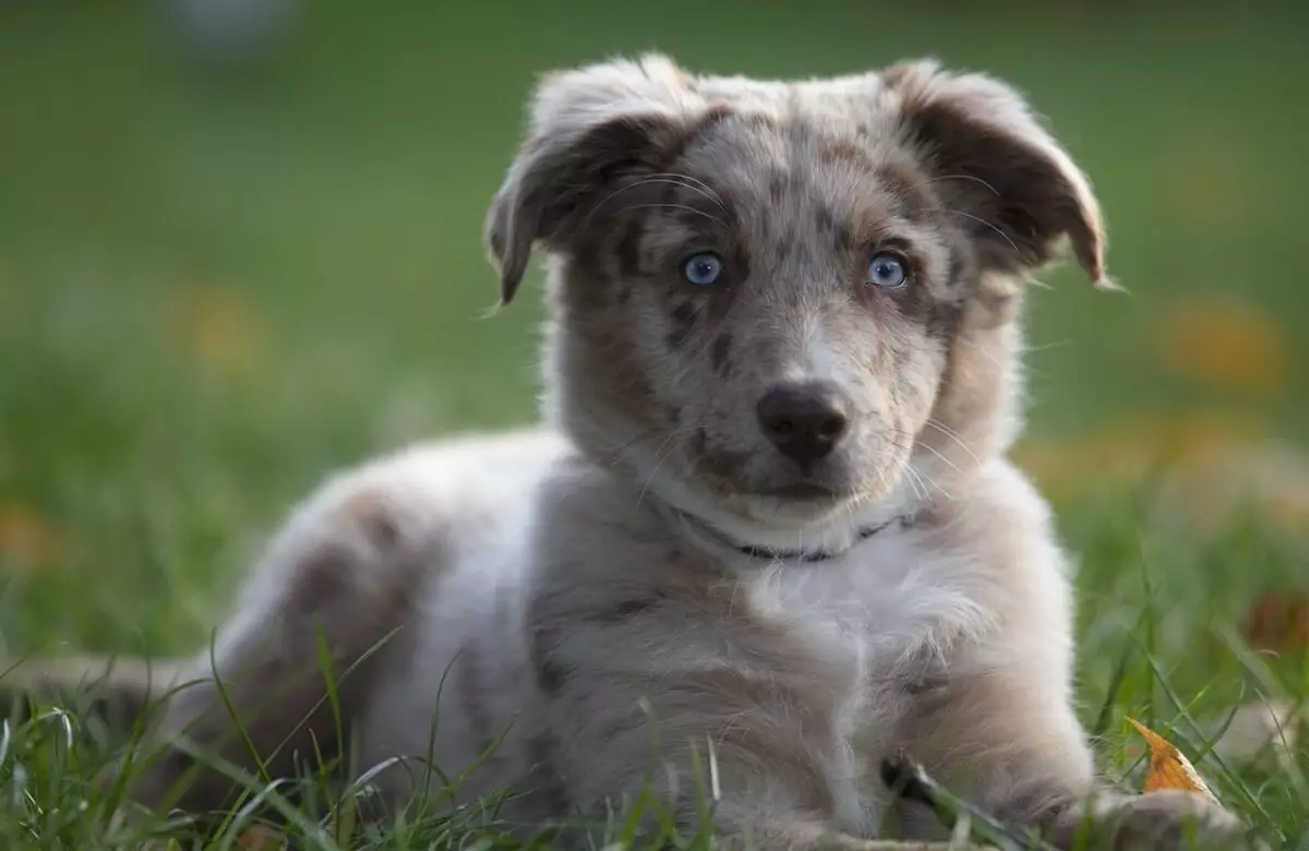 The Allure of Blue-Eyed Dog Breeds: Captivating Companions