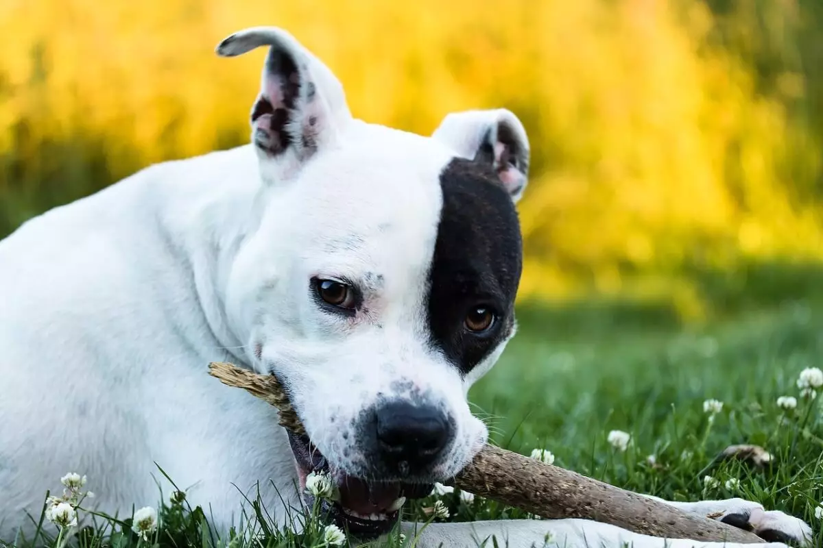 The Heart of a Champion: Discovering the American Staffordshire Terrier